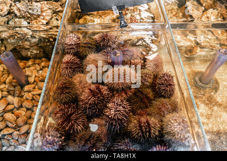 Austern, Seeigel und Muscheln für den Verkauf in einem Wasser Aquarien an der Straße Markt in Frankreich. Meeresfrüchte Konzept. Stockfoto