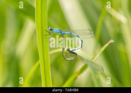 Paar bluet damselflies gehockt und Zucht auf einem Grashalm Stockfoto