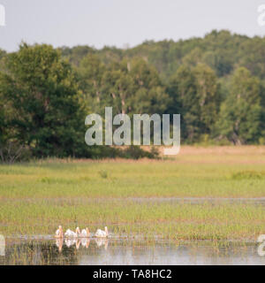 Staffel der amerikanischen weiße Pelikane ruht auf dem Wasser während des Sommers in der Crex wiesen Naturschutzgebiet - hauptsächlich Feuchtgebiet Stockfoto