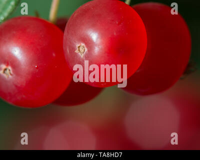 Extreme Nahaufnahme von roten Beeren aus einem Busch mit ziemlich verschwommen Bokeh von mehr Beeren im Hintergrund - Super Makro Detail Stockfoto