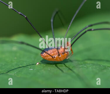 Schnitter arachnid - Daddy longlegs Spider-Closeup Portrait von Augen und Mund, Körper, Teile - bei Theodore Wirth Park in Minneapolis genommen Stockfoto