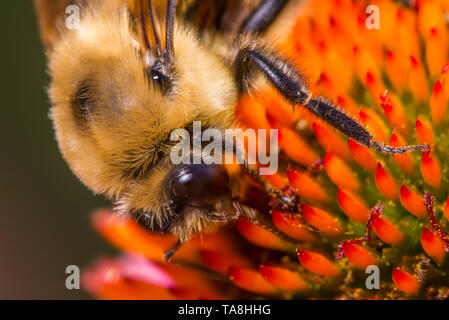 Extreme closeup Makro Detail von bumble bee Fütterung/Bestäubung auf was für eine Art von Kegel Blüte sein kann Stockfoto