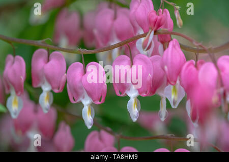 Die Perfekte Rosa Muschi Eines Teenies Die Perfekte Rosa Muschi Eines Teenies