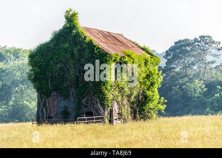 Überwucherte tin-Haus in den Ausläufern der North Georgia Mountains. (USA) Stockfoto