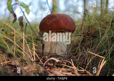 Auf der Suche nach Pilzen in den Wäldern. Mushroom Picker. Eine Frau ist ein weißer Pilz mit einem Messer. Die Hände einer Frau, ein Messer, Pilze. Stockfoto