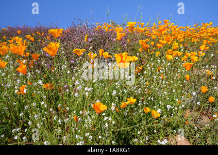 Ein Kalifornien Super Blüte Blätter der Wüste hänge in farbenfrohen Poppy floweres abgedeckt. Der Frühling ist da. Stockfoto