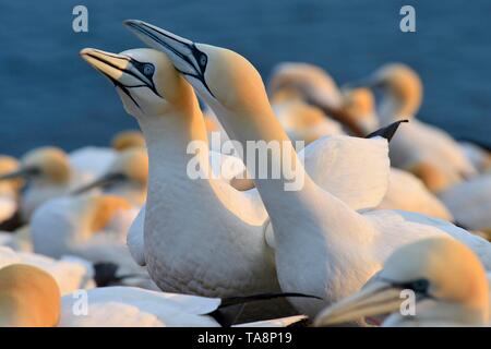 Basstölpel (Morus bassanus), Tier Paar in Vogelkolonie, Lummenfelsen, Helgoland, Schleswig-Holstein, Deutschland Stockfoto