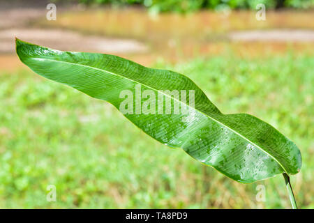 Banana leaf nass Natur/Grün Bananen Blatt mit Wassertropfen nach regen Stockfoto