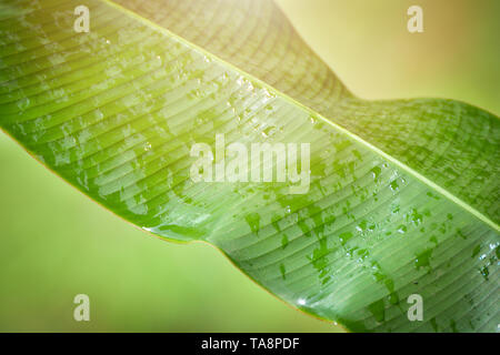 Banana leaf nass Natur/Grün Bananen Blatt mit Wassertropfen nach regen Stockfoto