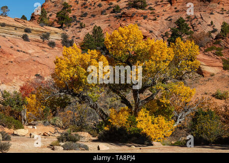 Cottonwood Baum im Herbst, Zion National Park, Utah Stockfoto