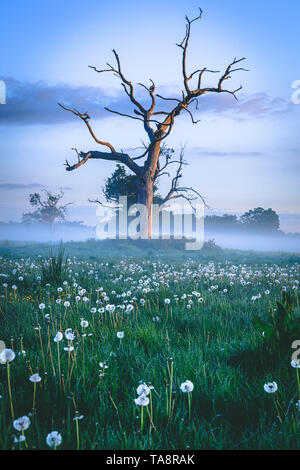 Sonnenaufgang in der Berkshire, Nebel, der auf die Felder, die mit dem Schein der die Morgensonne scheint durch die Bäume und reflektiert. Im Mai um 5:30 Uhr Stockfoto