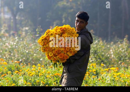 Ein Bauer trägt ein Bündel von Gerbera Blumen auf einem Feld in Manikganj, Bangladesch. Stockfoto