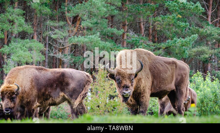 Eine kleine Herde der Wisent (Bison bonasus), auch als Wisent oder der Europäischen Holz bison bekannt, grasen in einer Waldlichtung. Stockfoto