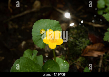 Kingcup Blume, Sumpfdotterblume (Caltha palustris) in Wasser. Einzelne gelbe Blütenkopf auf dunklem Hintergrund mit Licht Aufflackern. Bud und grünen Blättern. Stockfoto