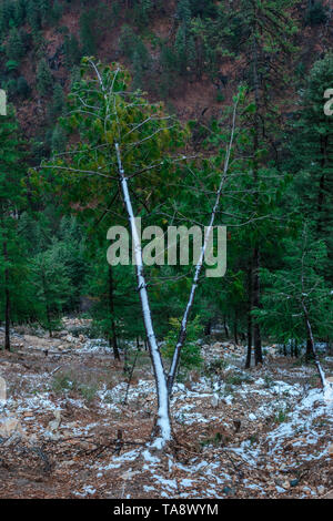 Schnee bedeckt deodar Bäume Landschaft im Winter - Himalaya in Indien Stockfoto