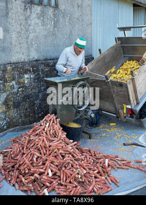 Spanien, ein Landwirt beschmutzt wird, Maiskolben in einem Jahrgang cornshucker Maschine in Pontevedra entlang der St. James, Camino de Santiago, Spanien, Ph Stockfoto