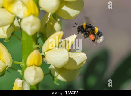 Buff-tailed Hummel (Bombus terrestris) Schweben durch eine Gelbe Lupine (Lupinus) Blüte im Frühjahr (Mai) in West Sussex, England, UK. Biene. Hummeln. Stockfoto