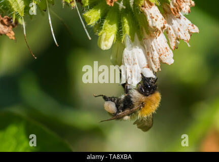 Buff-tailed Hummel (Bombus terrestris) Pollen sammeln von einer Blüte im Frühjahr (Mai) in West Sussex, England, UK. Stockfoto