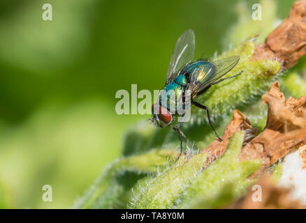 Nahaufnahme einer Gemeinsamen grünen Flasche Fliegen (Lucilia sericata, Greenbottle fliegen) auf einem Blatt oder Anlage im Frühjahr (Mai), West Sussex, UK. Greenbottle fliegen. Stockfoto