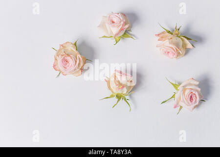 Schöne zarte Blumen Rosen Sprühen auf weißem Hintergrund, Nahaufnahme, Ansicht von oben Stockfoto