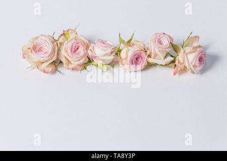 Schöne spray Rosen, rosa Blüten in einer Reihe auf weißem Hintergrund angeordnet, in der Nähe Stockfoto