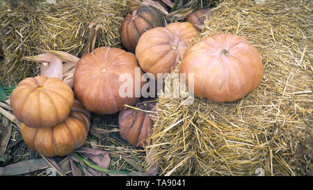 Stapel der Kürbisse neben einem Ballen Heu sitzen. Rustikale Thema markiert den Beginn des Herbstes und Fallen. Stockfoto