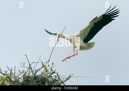 Weißstorch (Ciconia ciconia) männliche Landung mit Nistmaterial an seinem Nest in einer Eiche, Knepp Immobilien, Sussex, UK, April. Stockfoto