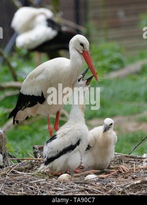 Weißstorch (Ciconia ciconia) Küken betteln von übergeordneten in einem Unverlierbaren Kolonie Versorgung de Weißstorch reintroductions, Cotswold Wildlife Park. Stockfoto