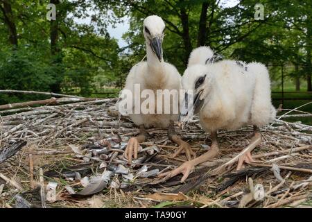 Weißstorch (Ciconia ciconia) Küken in einer Zucht in Gefangenschaft Kolonie Versorgung de Weißstorch reintroductions, Cotswold Wildlife Park. Stockfoto