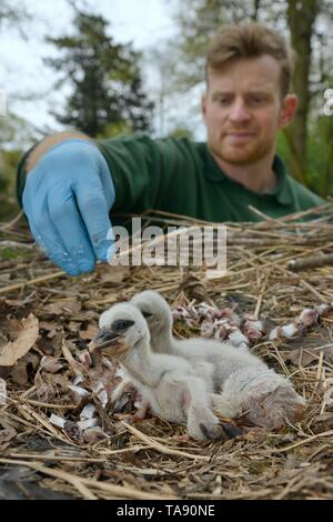 Keeper feeding Weißstorch (Ciconia ciconia) Küken in einer Zucht in Gefangenschaft Kolonie Versorgung de Weißstorch reintroductions, Cotswold Wildlife Park. Stockfoto