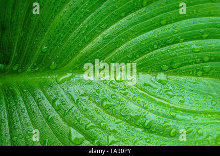 Makro von Arum Lily Blatt mit Wassertropfen von Morgentau. Schönen natürlichen Hintergrund mit kopieren. Stockfoto