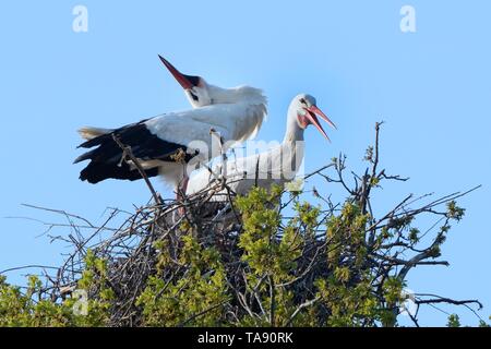 Weißstorch (Ciconia ciconia) Paar Durchführen einer up-down Anzeige mit Bill klappern auf ihr Nest in einer Eiche, Knepp Immobilien, Sussex, UK, April. Stockfoto