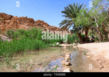 Natur von chebika Berg Oase an der Grenze der Sahara. See und der Linie, die von Steine im Wasser unter Palmen. Der Djebel el Negueb, Toseur, West Stockfoto
