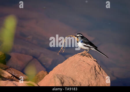 Kleiner Vogel, Weiß der tiefsten Bachstelze, Motacilla maderaspatensis, mit Essen, Kopie Platz gehockt Stockfoto