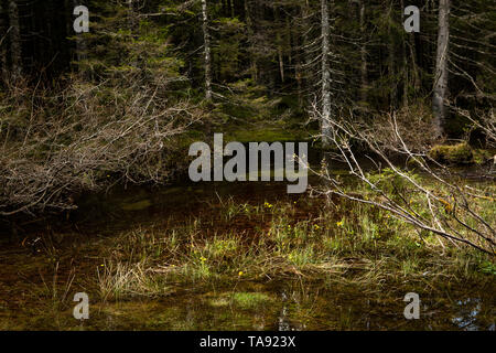 Szene mit Wald See Hintergrund, dunkel noch Wasser. Romantische Landschaft. Dickichte und gelbe Blumen im Wasser. Schwarzwald, Schwarzwald, Deutschland Stockfoto