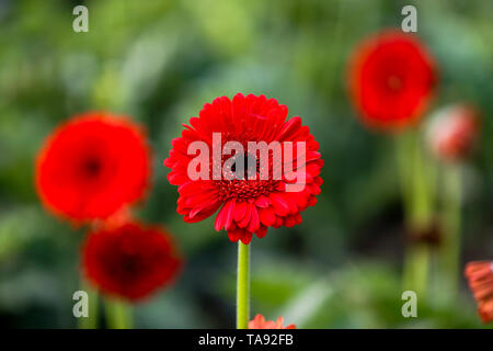 Gerbera Blumen auf einem Feld in Manikganj, Bangladesch. Stockfoto