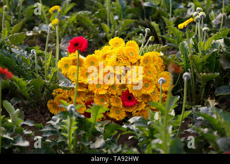 Gerbera Blumen auf einem Feld in Manikganj, Bangladesch. Stockfoto