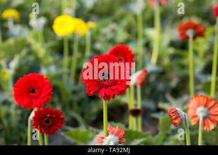 Gerbera Blumen auf einem Feld in Manikganj, Bangladesch. Stockfoto