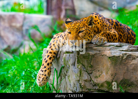 Leopard ruht auf einem Felsen. Wilde Natur Konzept Stockfoto