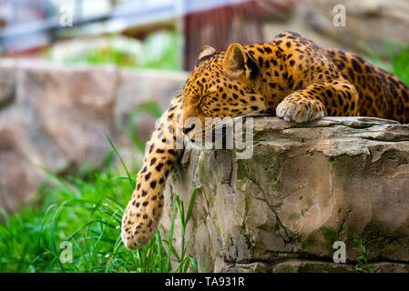 Leopard ruht auf einem Felsen. Wilde Natur Konzept Stockfoto