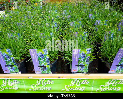 Hallo Frühling Lavendel Pflanzen zum Verkauf Vielzahl Lavendula Hidcote verbesserte Essenz North Yorkshire England Großbritannien Stockfoto