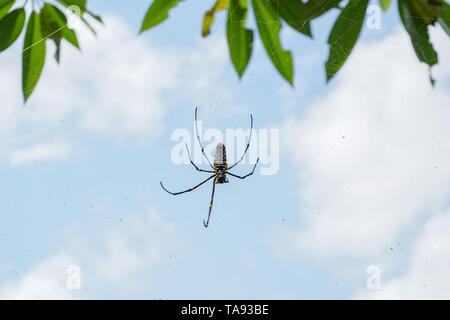 Die nördliche Golden Orb Weber oder riesige Golden Orb Weaver spider Nephila pilipes, Bauchseite. Bali, Indonesien Stockfoto