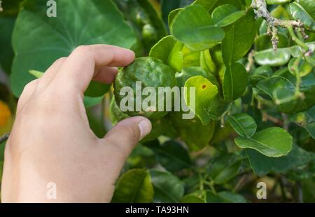 Woman's Hand Kommissionierung ein kaffernlimette (grüne Zitrone, Zitrusfrüchte, Bergamotte) am Baum Stockfoto