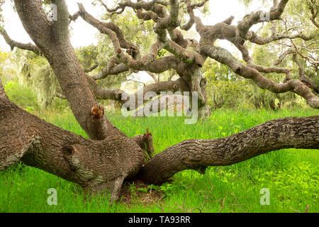 Eiche woodland, Los Osos Eichen State Park, Kalifornien Stockfoto