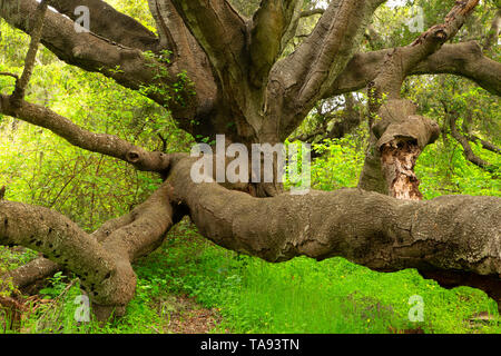 Eiche woodland, Los Osos Eichen State Park, Kalifornien Stockfoto