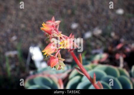 Seltene exotische Blüten von Glaucous Echeveria secunda, Hastata, Crassulaceae Stockfoto