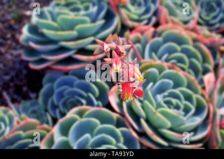 Seltene exotische Blüten von Glaucous Echeveria secunda, Hastata, gegen Echeveria secunda Pflanzen Stockfoto