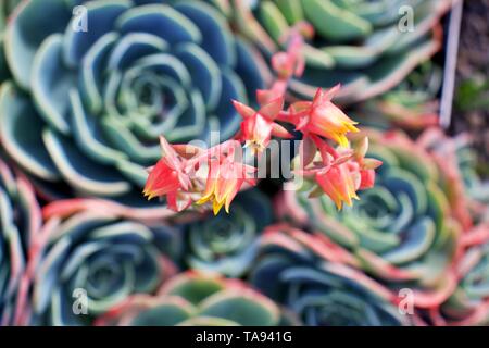 Seltene exotische Blüten von Glaucous Echeveria secunda, Hastata, gegen Echeveria secunda Pflanzen Stockfoto