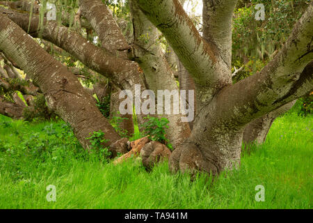 Eiche woodland, Los Osos Eichen State Park, Kalifornien Stockfoto