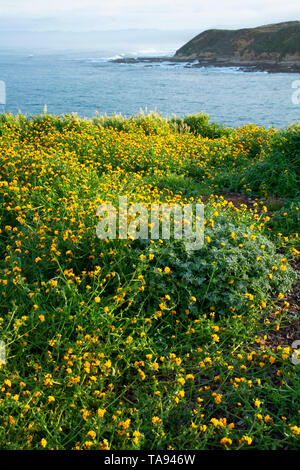 Bluff Trail, Montana de Oro State Park, Kalifornien Stockfoto